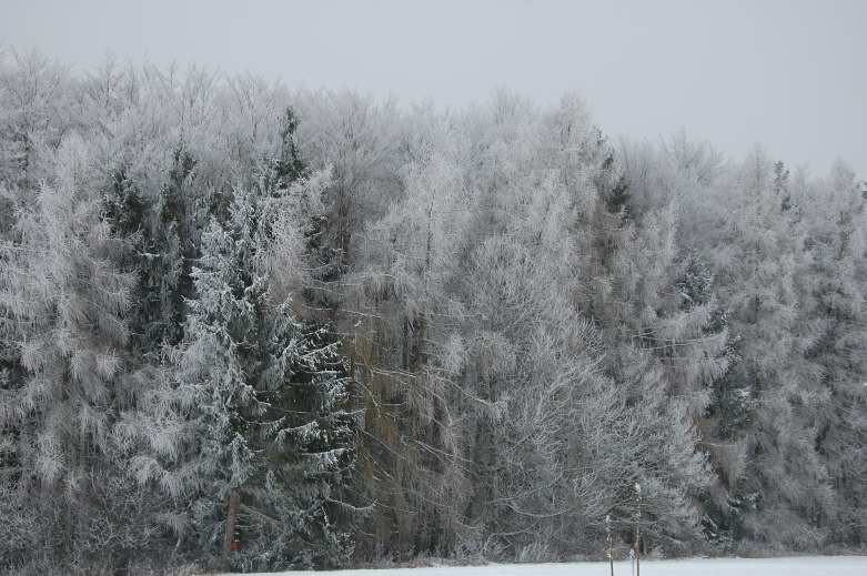 Wald im Schnee