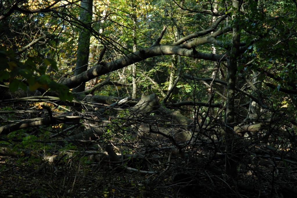Wald in Essen - hier räumt die Natur selbst auf.♠