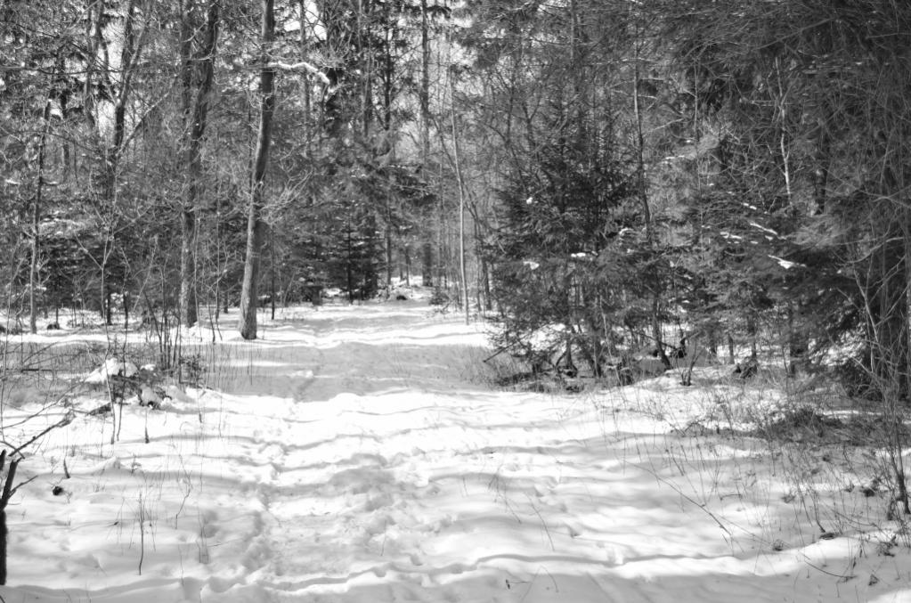 Wald in SW