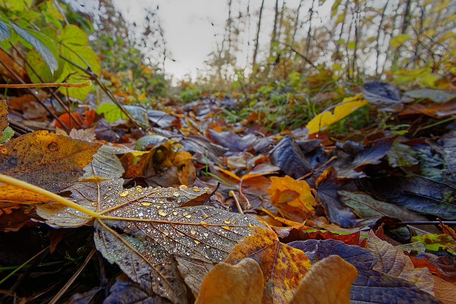 Wald IV