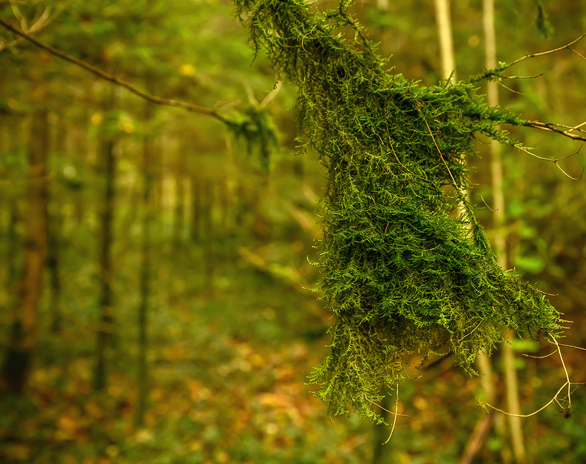 Wald.jpg