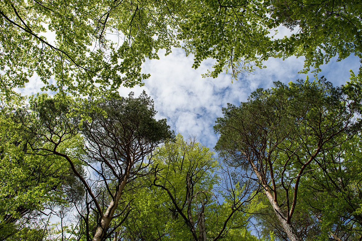 Wald.jpg