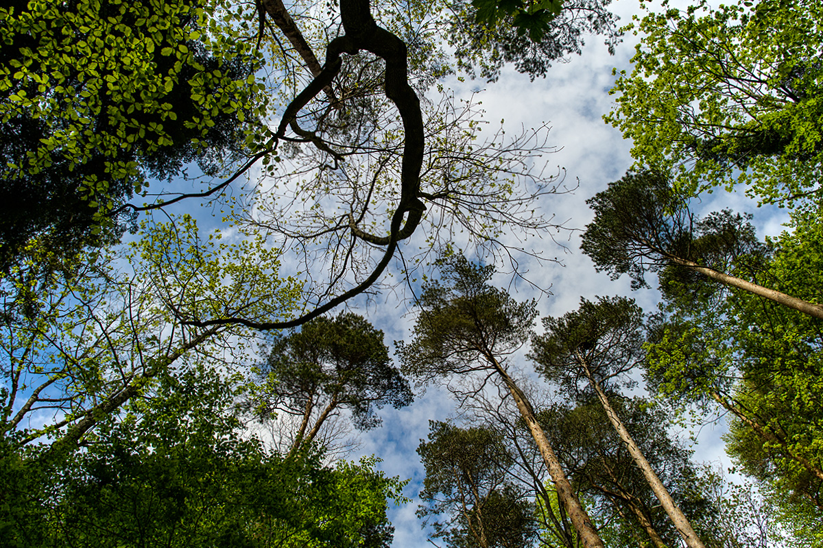 Wald.jpg