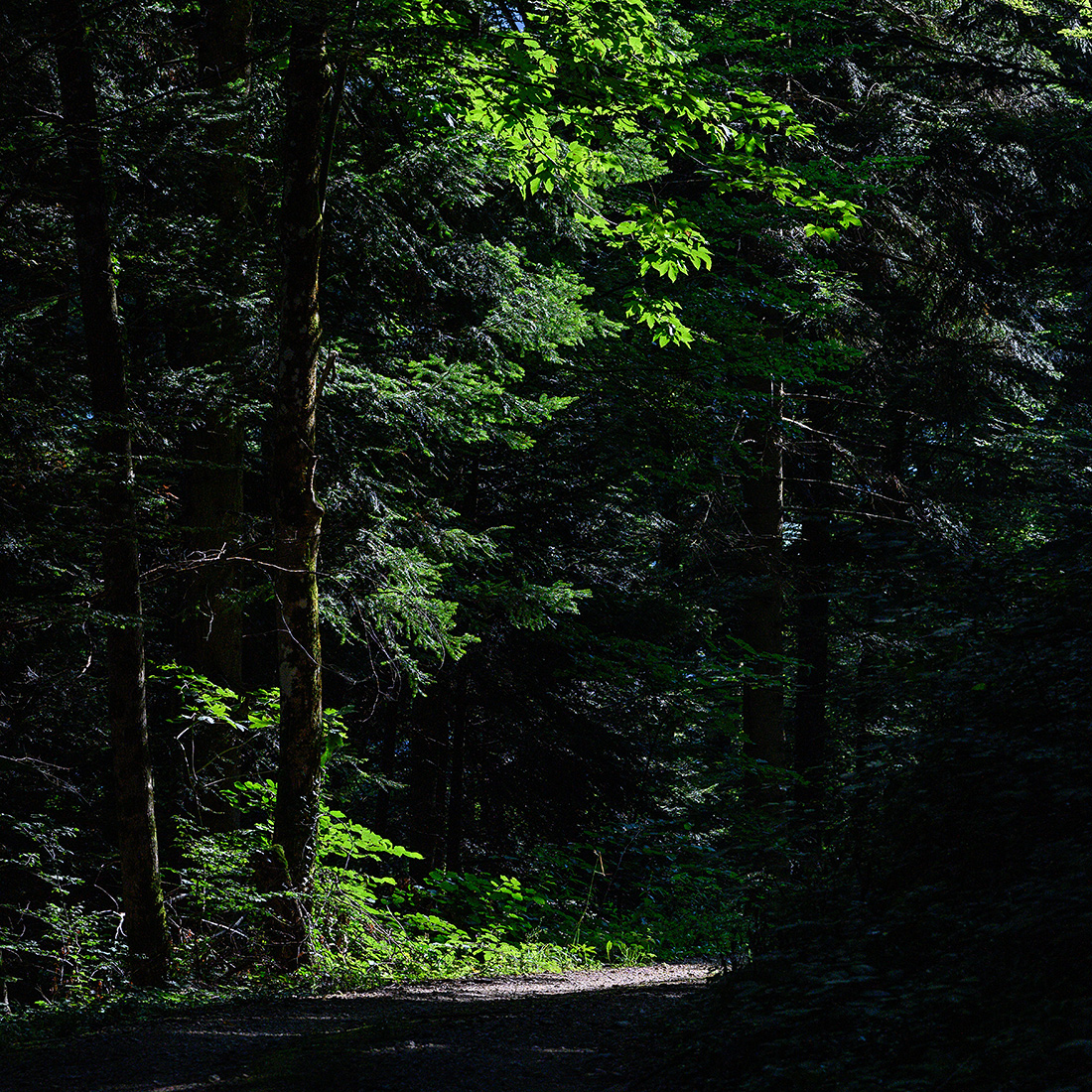 Wald.jpg