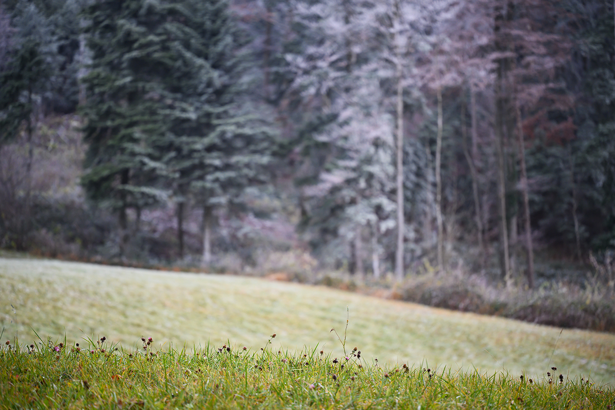 Wald.jpg