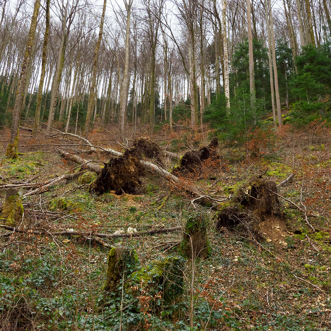 Wald.jpg