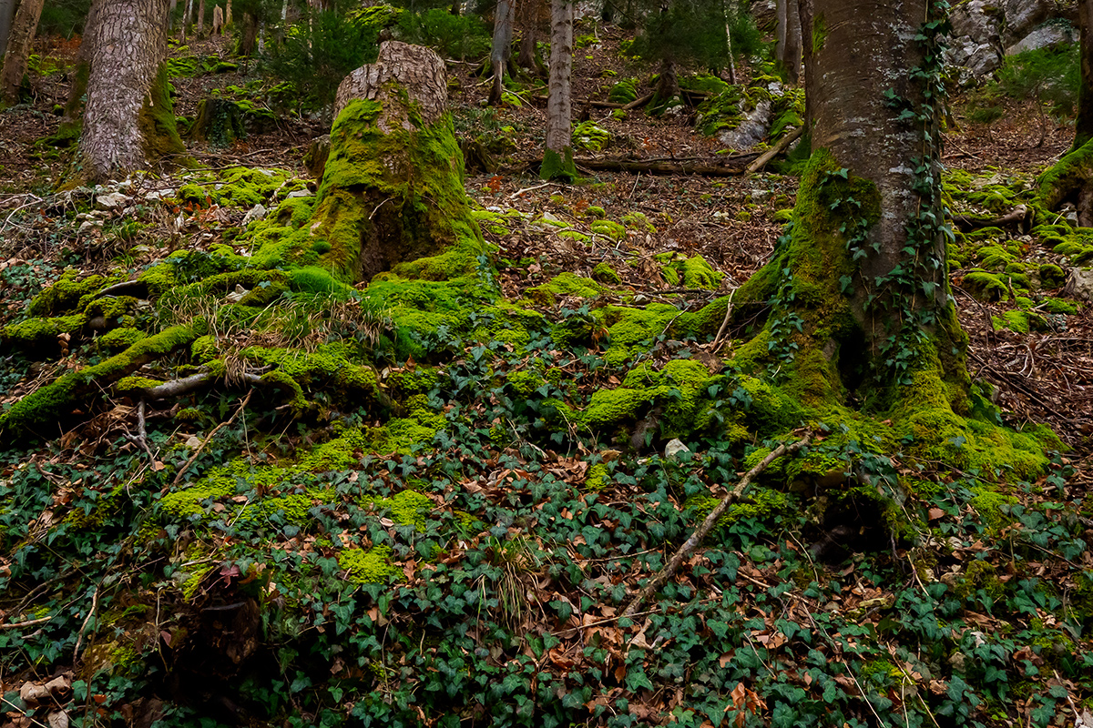 Wald.jpg