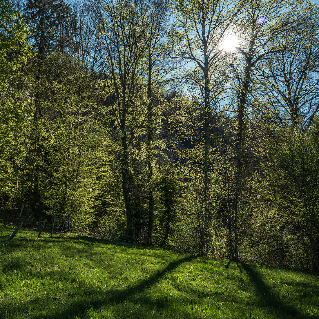 Wald.jpg