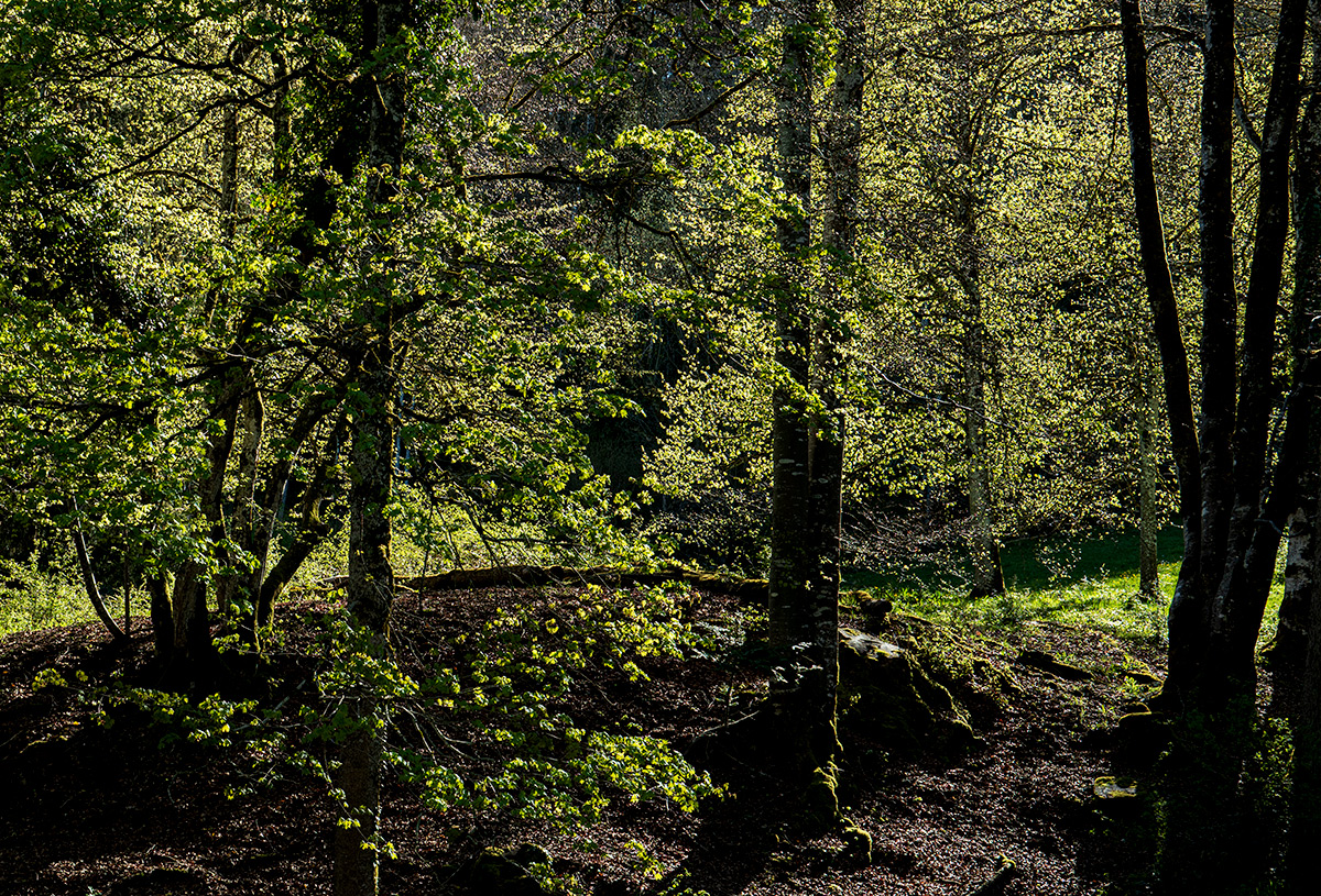 Wald.jpg