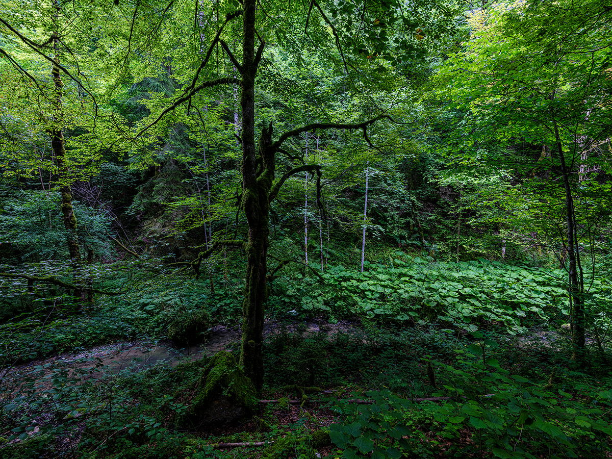 Wald.jpg