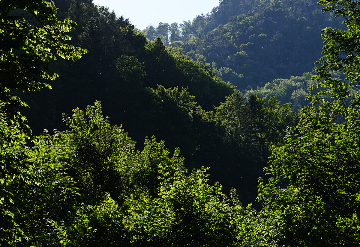 Wald.jpg