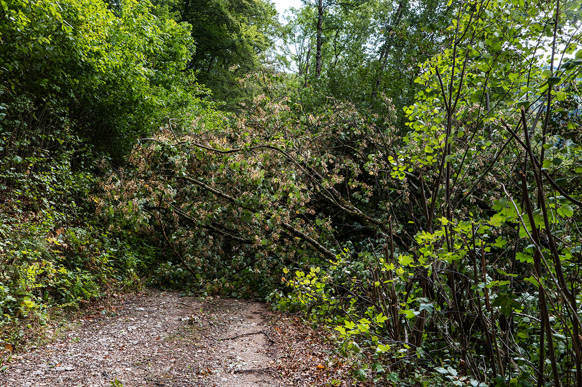 Wald.jpg