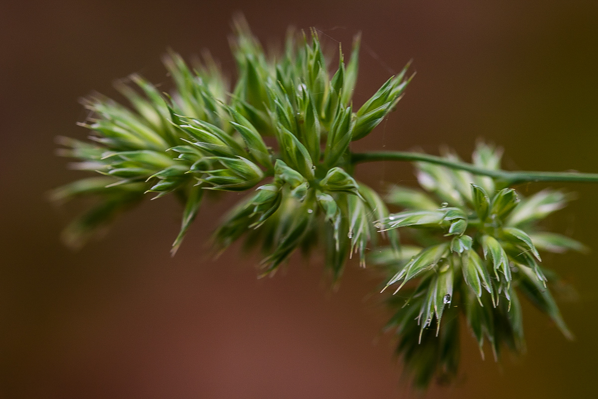 Wald-Knäuelgras (1 von 1).jpg