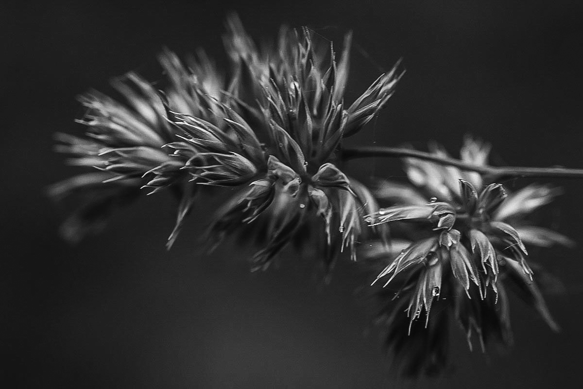 Wald-Knäuelgras BW (1 von 1).jpg