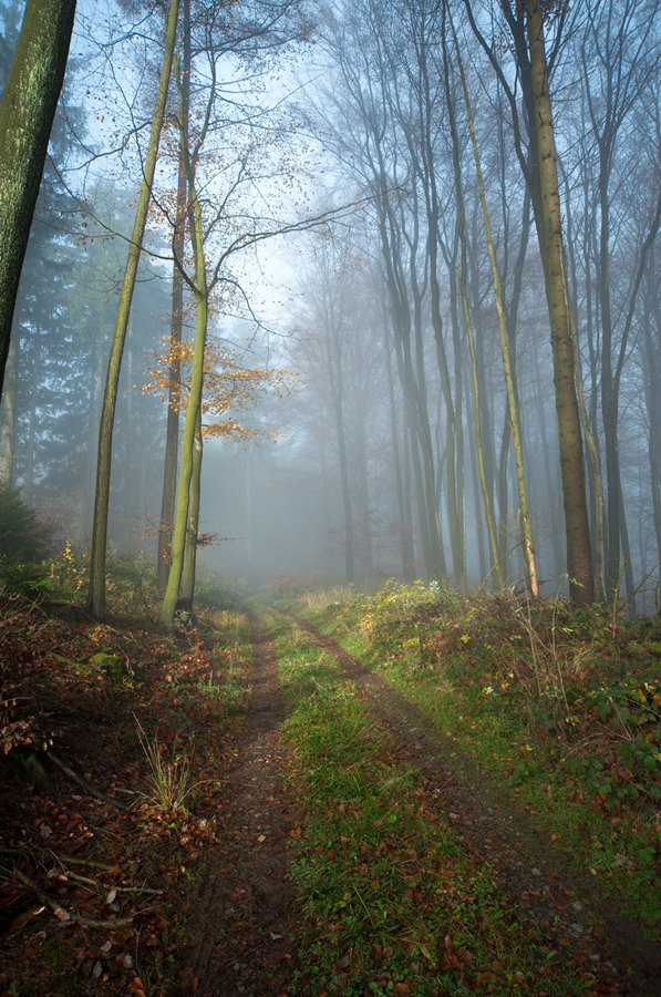 wald nebel