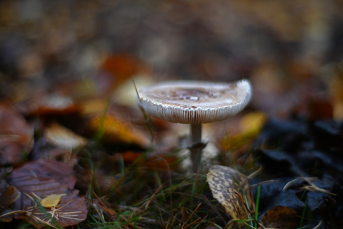 Wald-Parasol.jpg