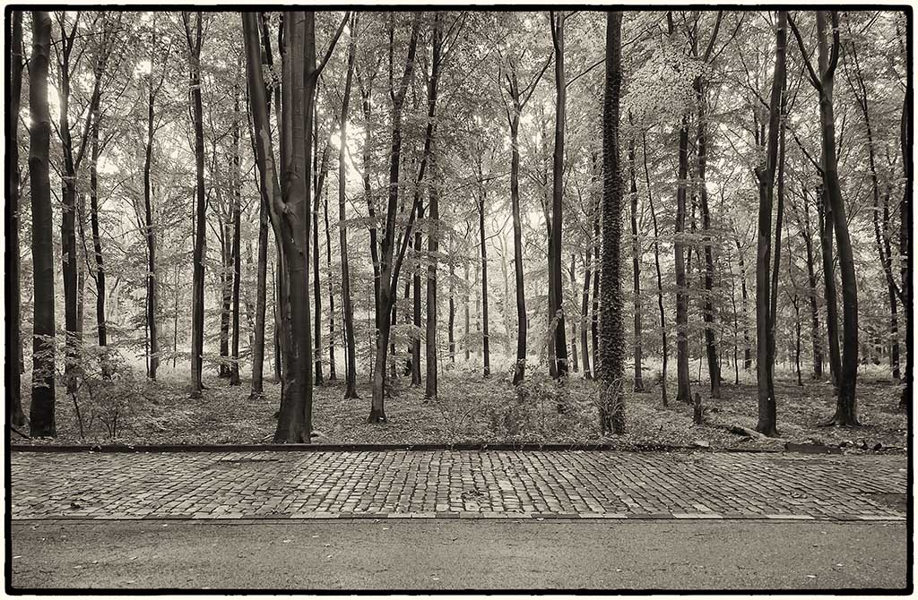 Wald Sepia