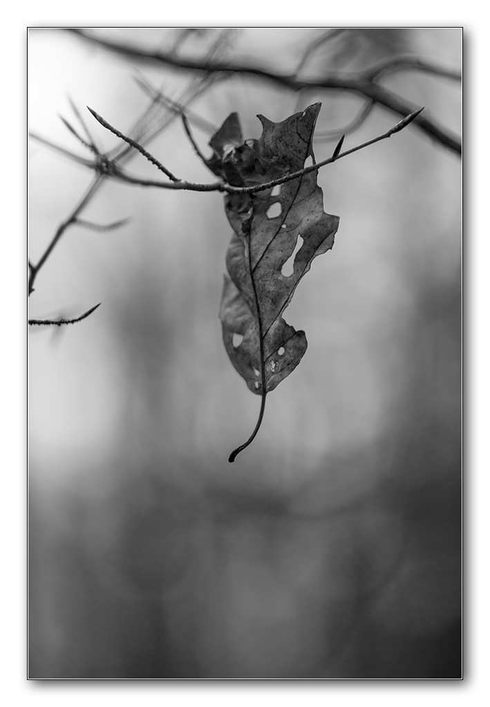 wald sw1
