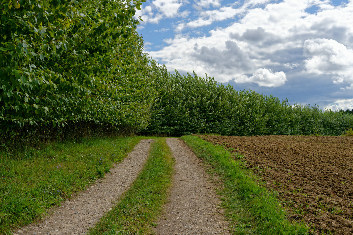 Wald und Weg