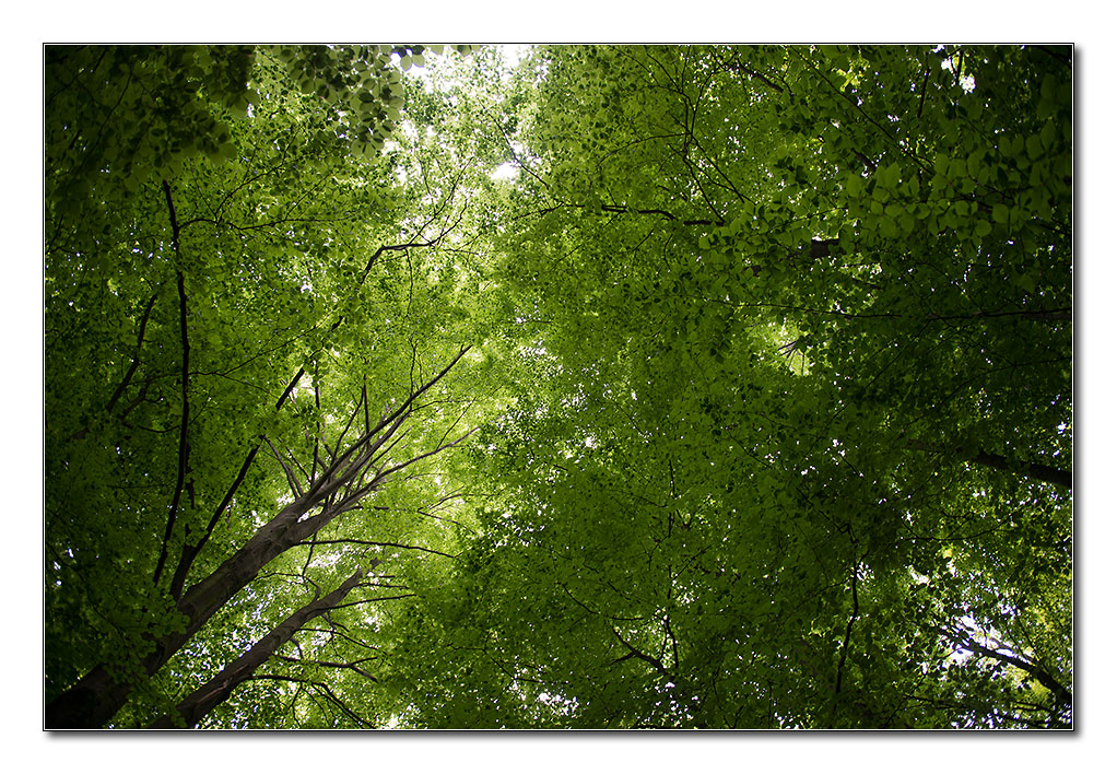wald von unten