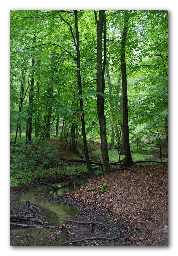 wald von unten10
