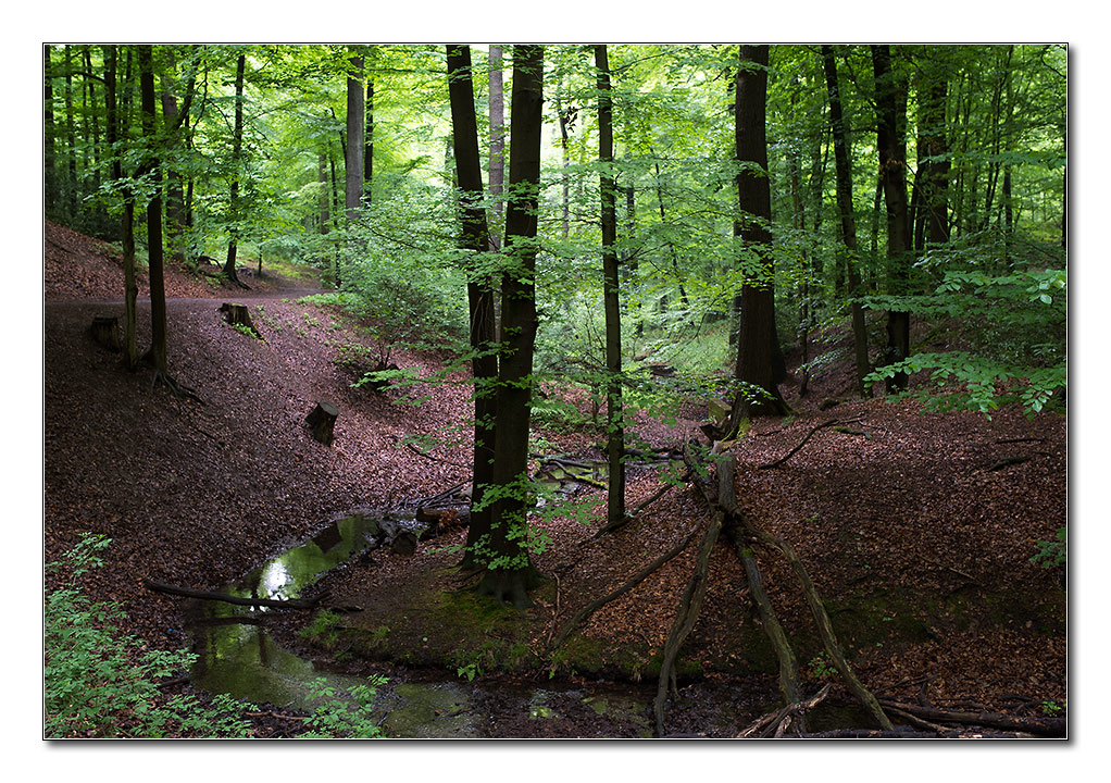 wald von unten11
