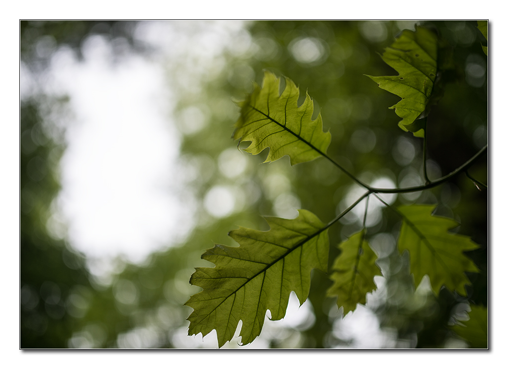 wald von unten3