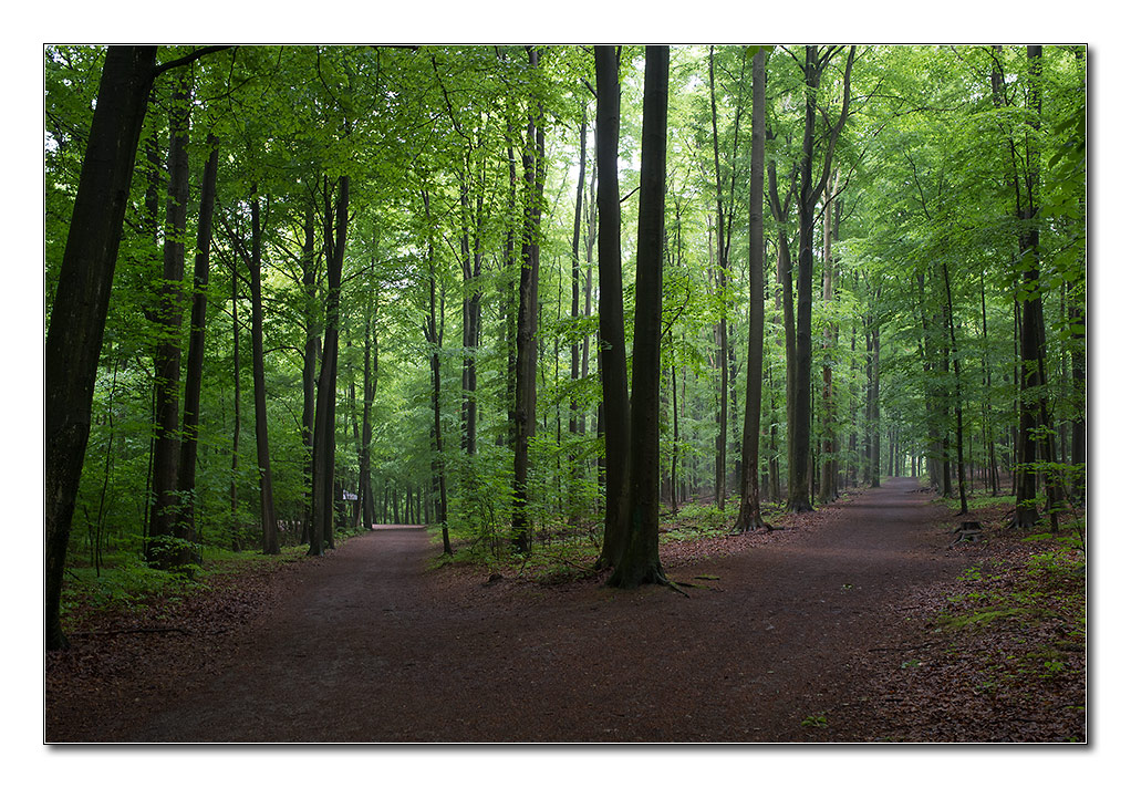 wald von unten4