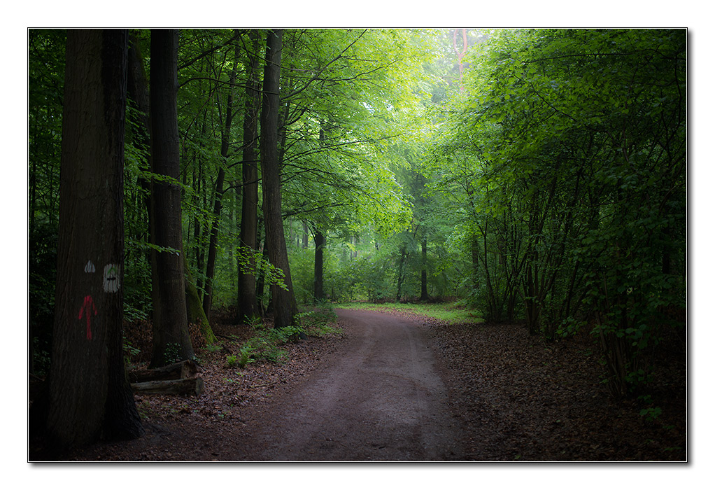 wald von unten5