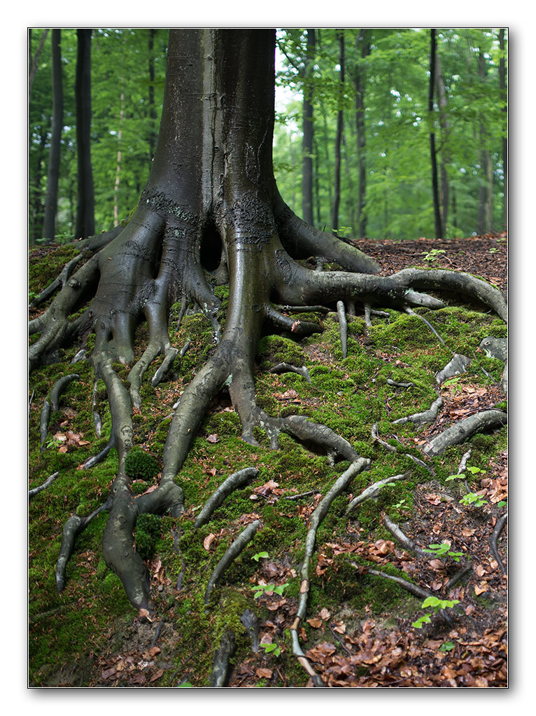 wald von unten9