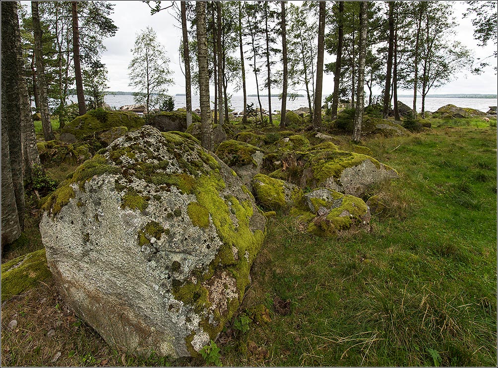 wald vor lauter steinen