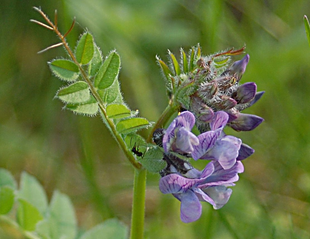 Wald Wicke mit Besucher