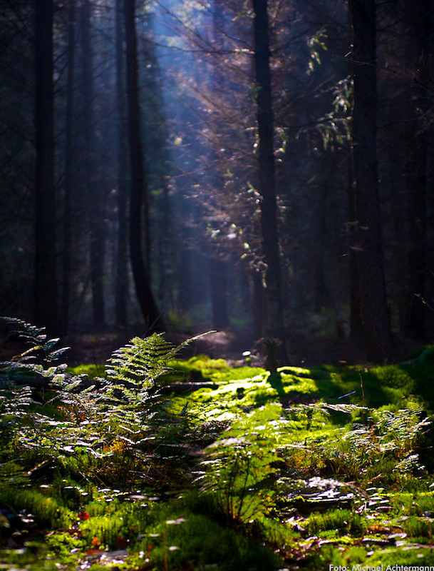 Wald www (1)