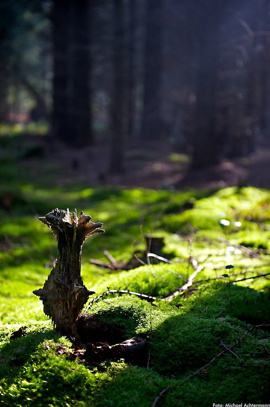 Wald www (2)