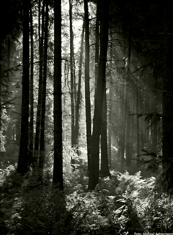 Wald www (3)ps c