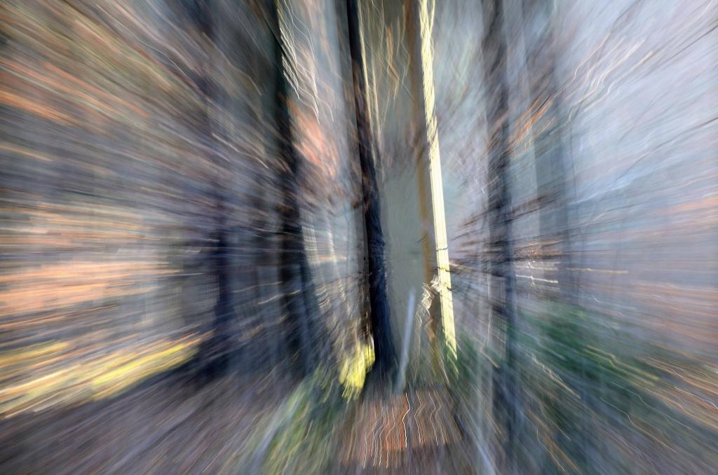 Wald Zoom 1