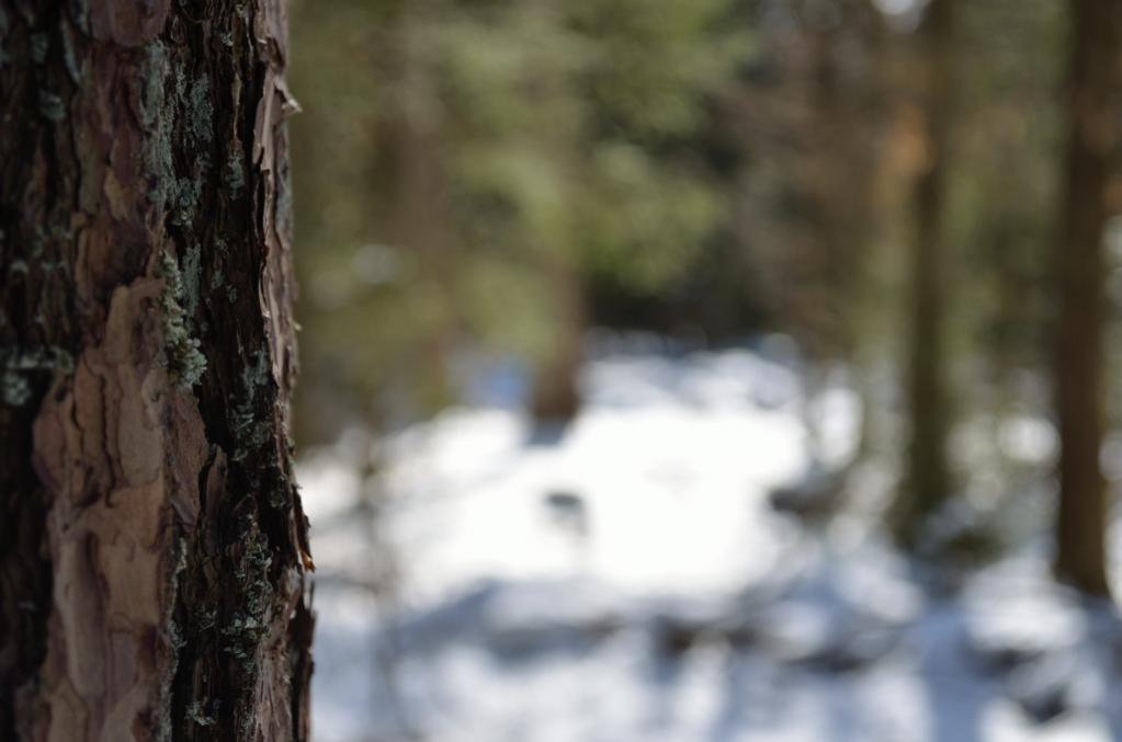 Wald