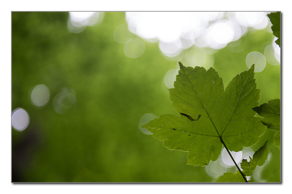 wald