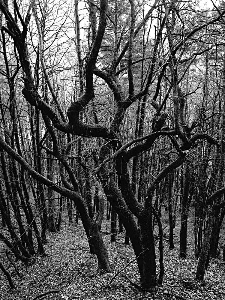 Wald