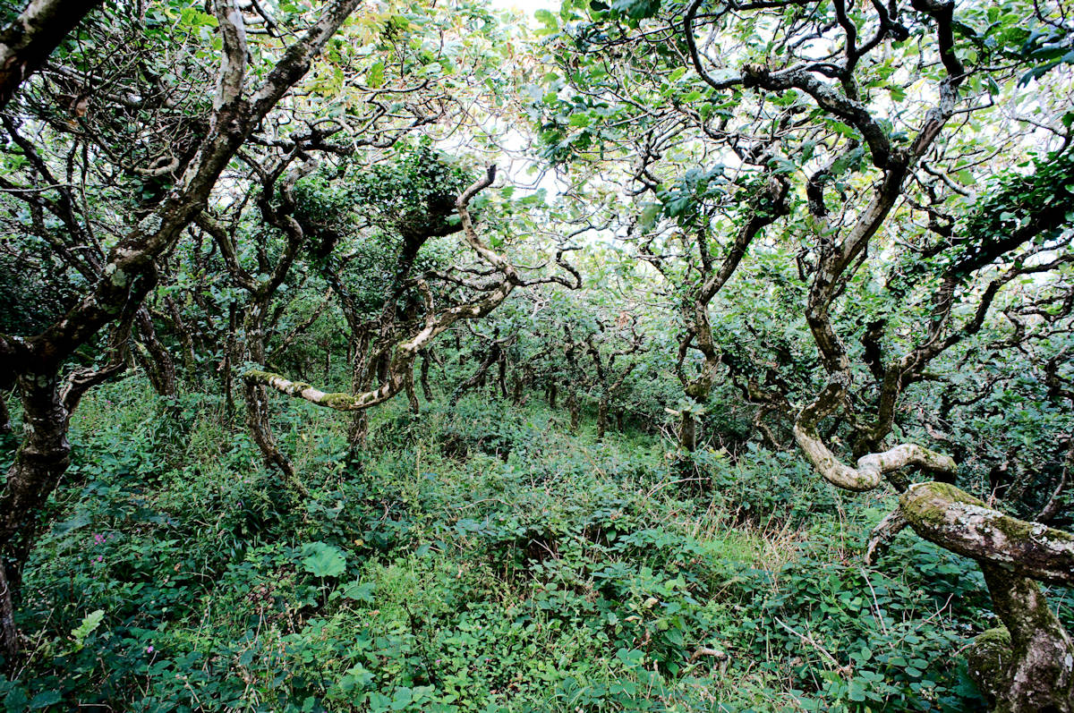 Wald