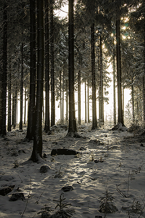 Wald
