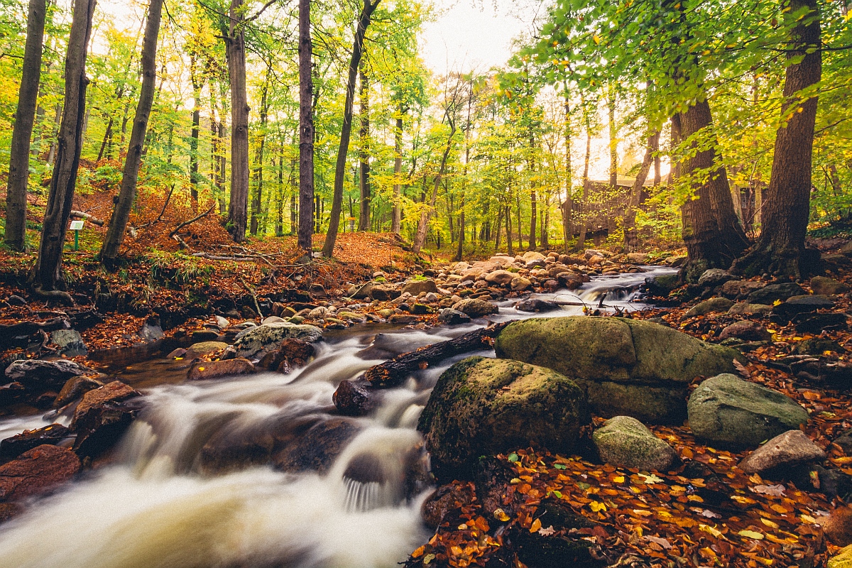 Wald