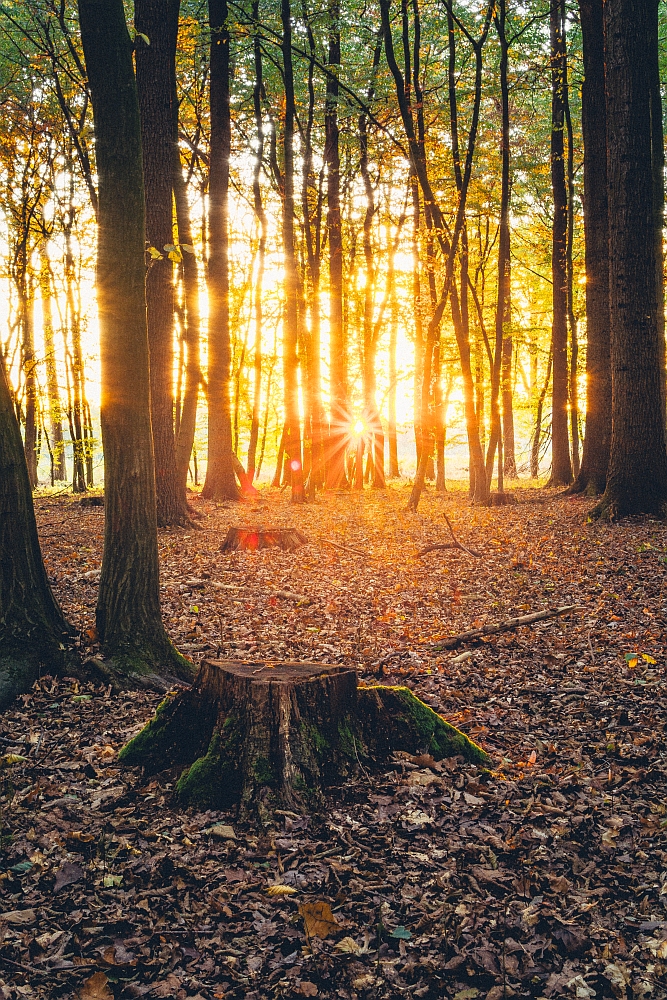 Wald