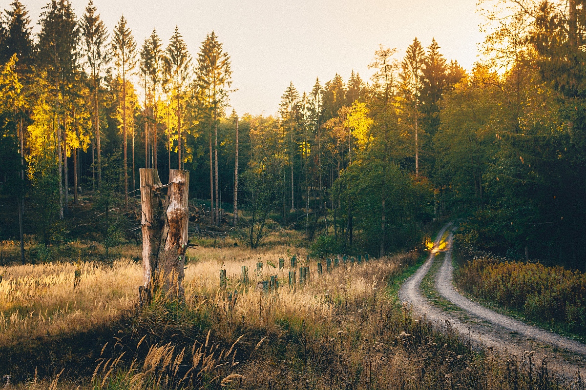 Wald