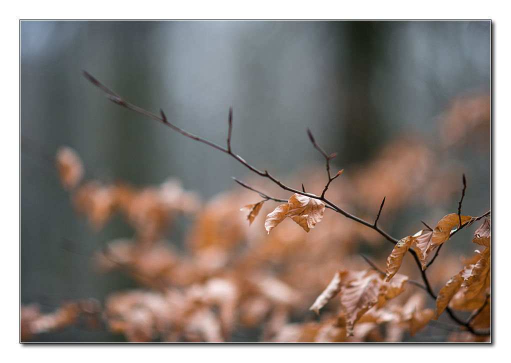 wald10