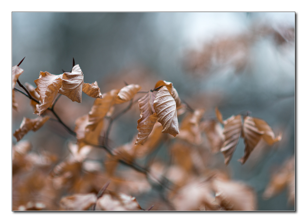 wald11