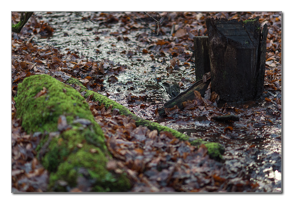 wald2