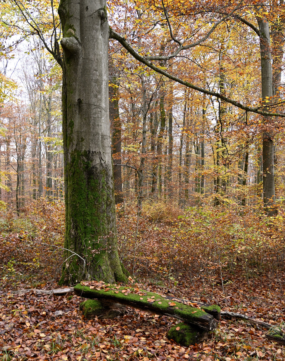 wald21001.JPG