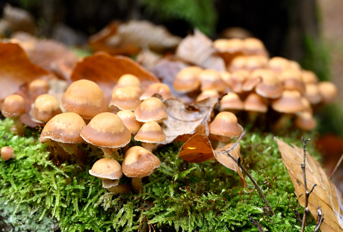 wald21008.JPG