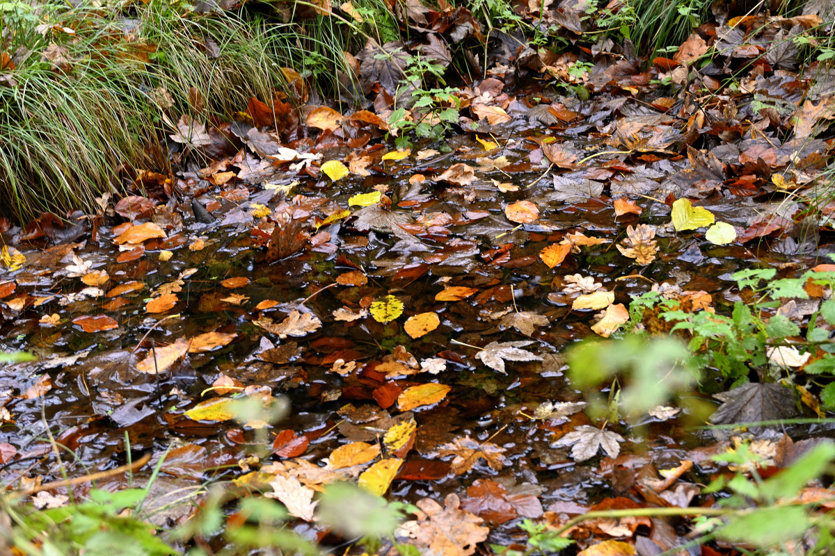 wald21009.JPG